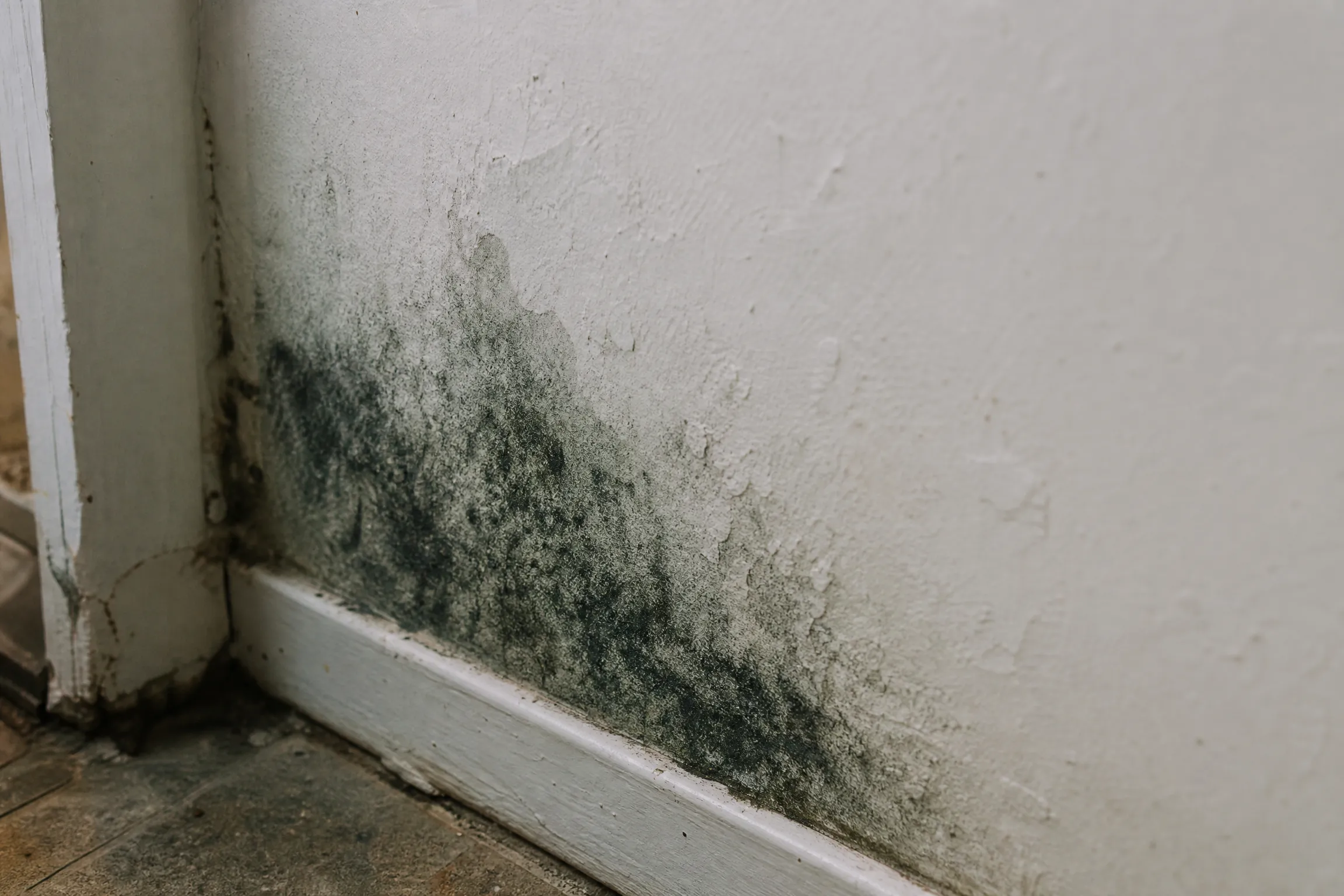 Black mold colony spreading on drywall near a baseboard